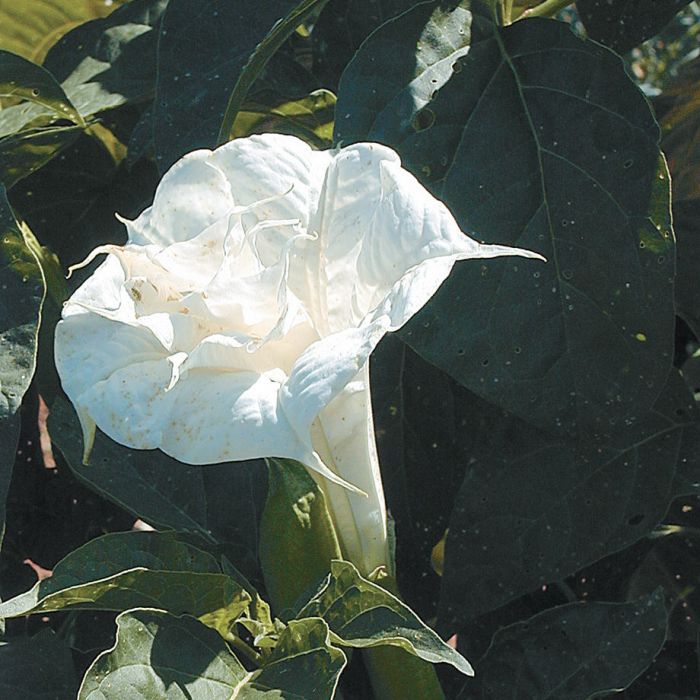 Ballerina White Datura